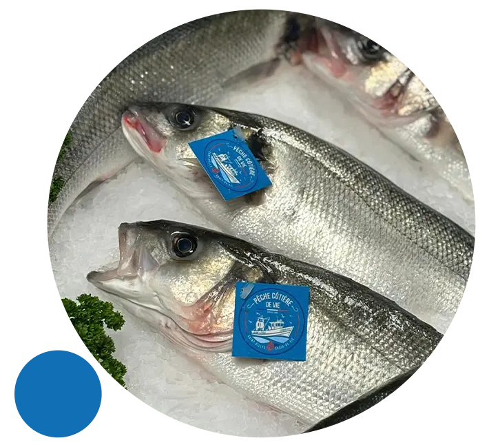 Vente de poissons à Olivet (45)