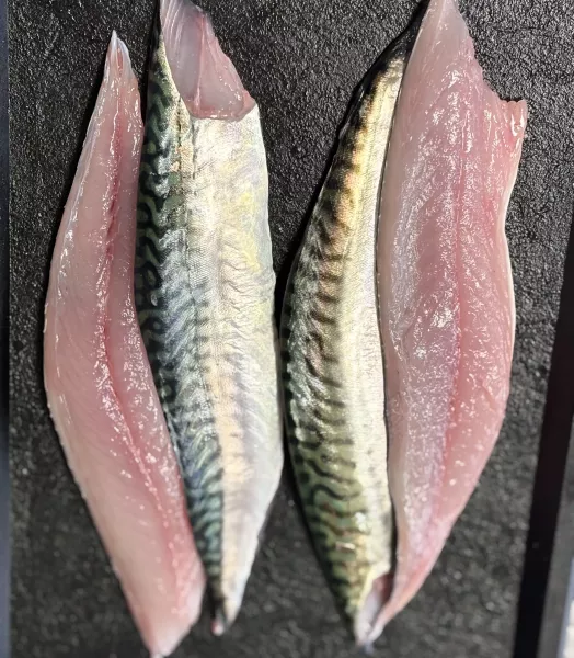 4 filets de maquereaux