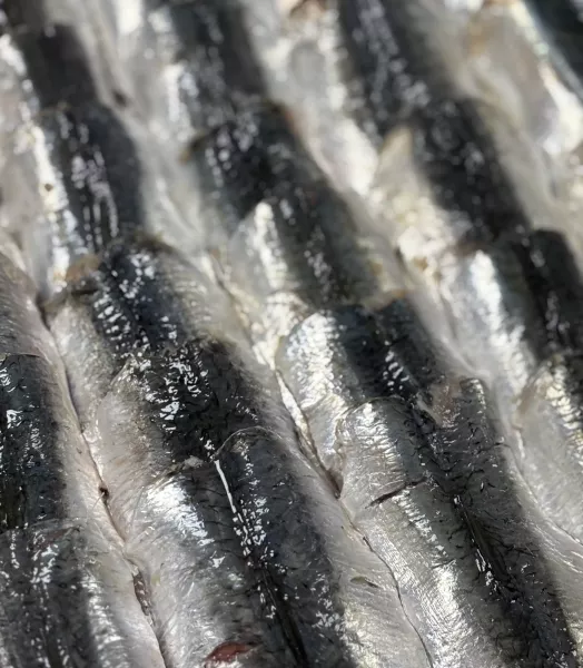 Filets de sardines 200g